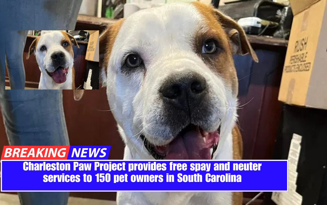 Charleston Paw Project provides free spay and neuter services to 150 pet owners in South Carolina