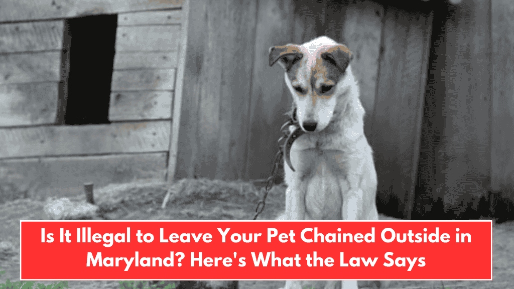 Is It Illegal to Leave Your Pet Chained Outside in Maryland? Here's What the Law Says