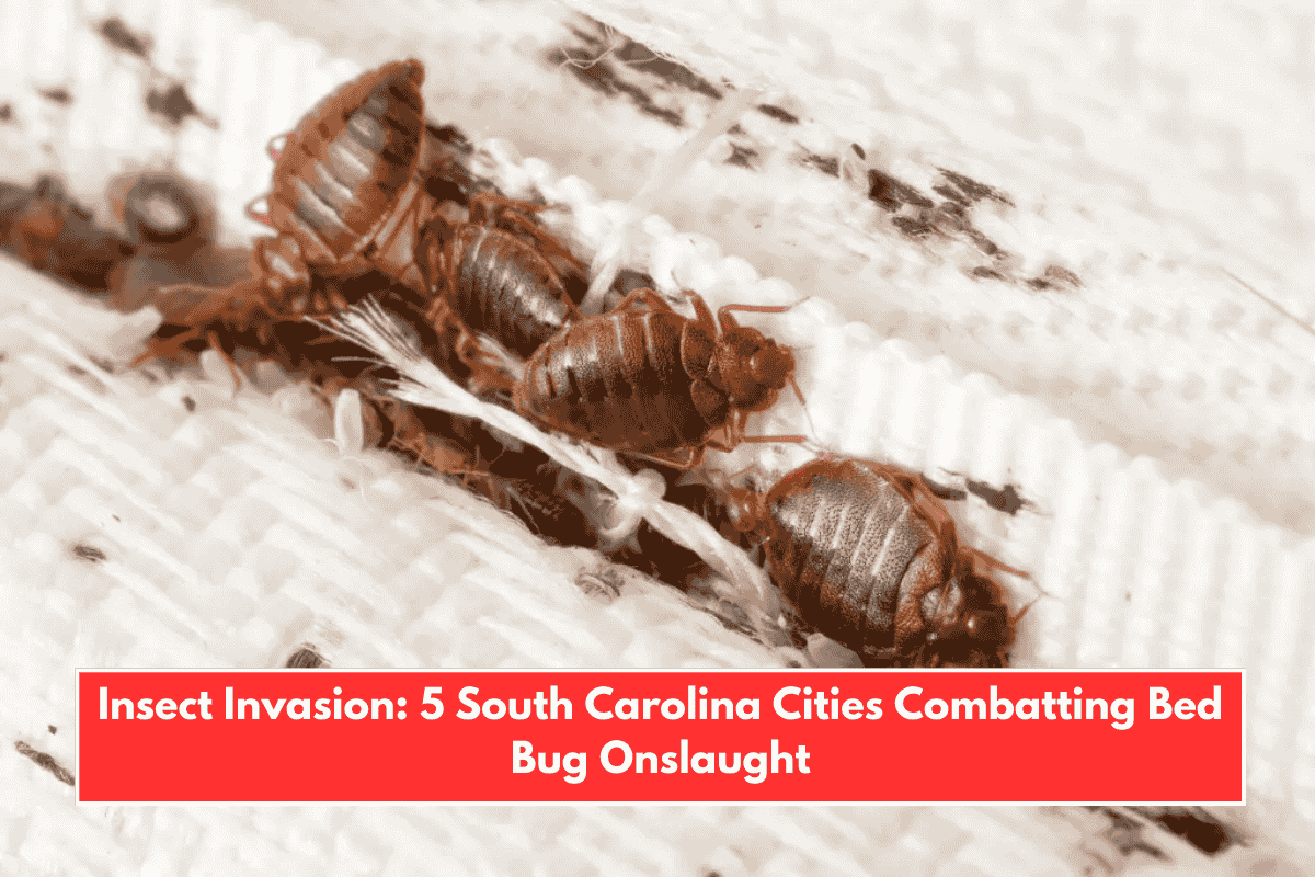 Insect Invasion: 5 South Carolina Cities Combatting Bed Bug Onslaught