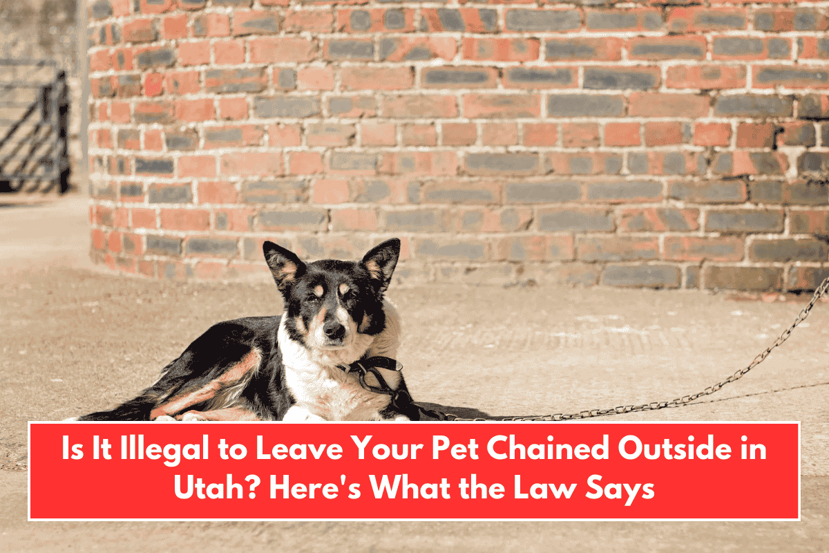 Is It Illegal to Leave Your Pet Chained Outside in Utah? Here's What the Law Says