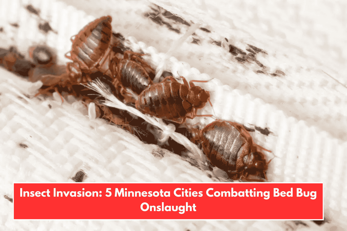 Insect Invasion: 5 Minnesota Cities Combatting Bed Bug Onslaught