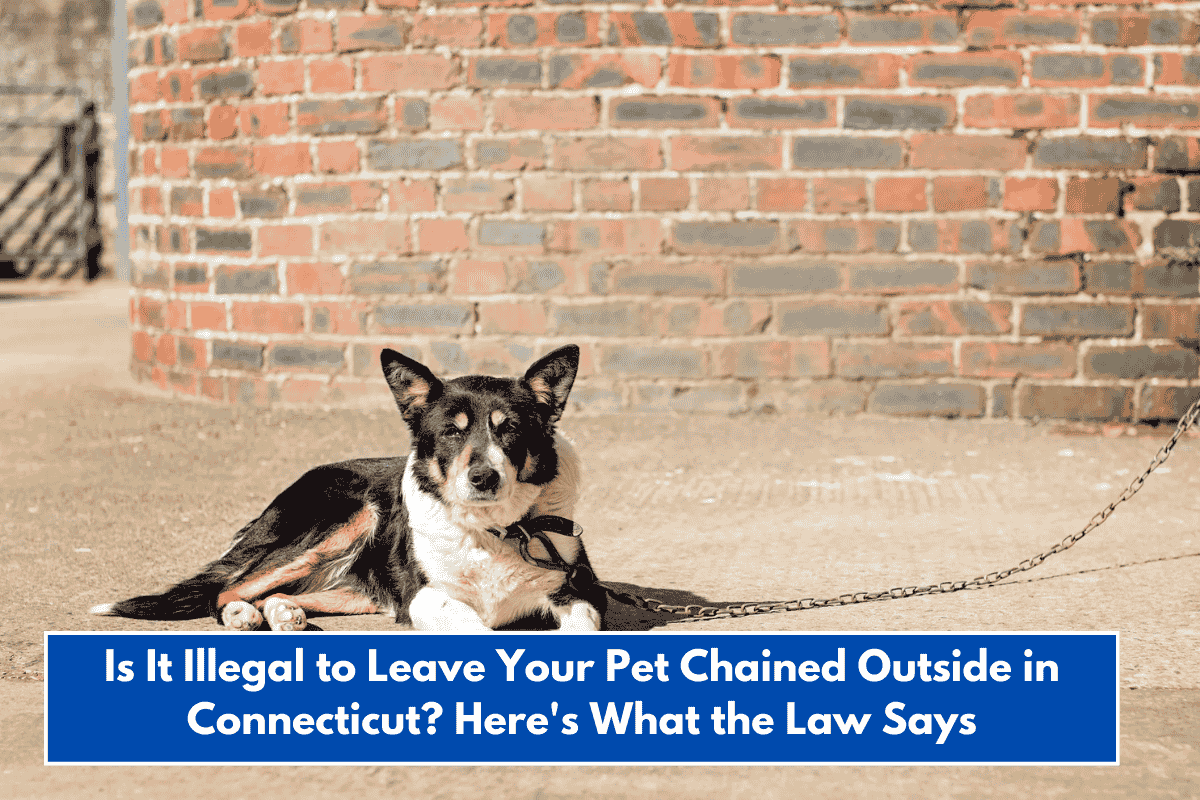 Is It Illegal to Leave Your Pet Chained Outside in Connecticut? Here's What the Law Says