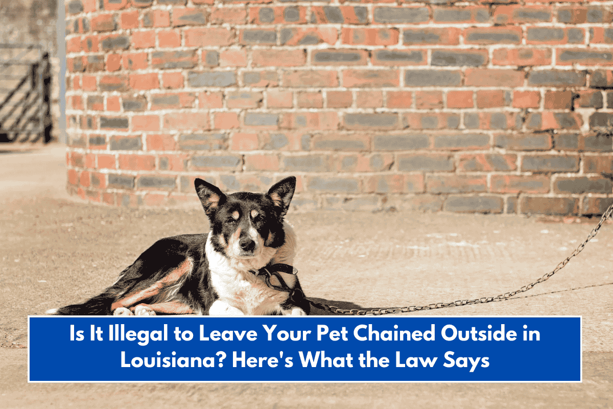 Is It Illegal to Leave Your Pet Chained Outside in Louisiana? Here's What the Law Says