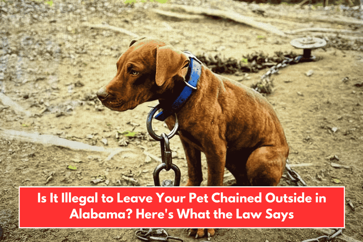 Is It Illegal to Leave Your Pet Chained Outside in Alabama? Here's What the Law Says
