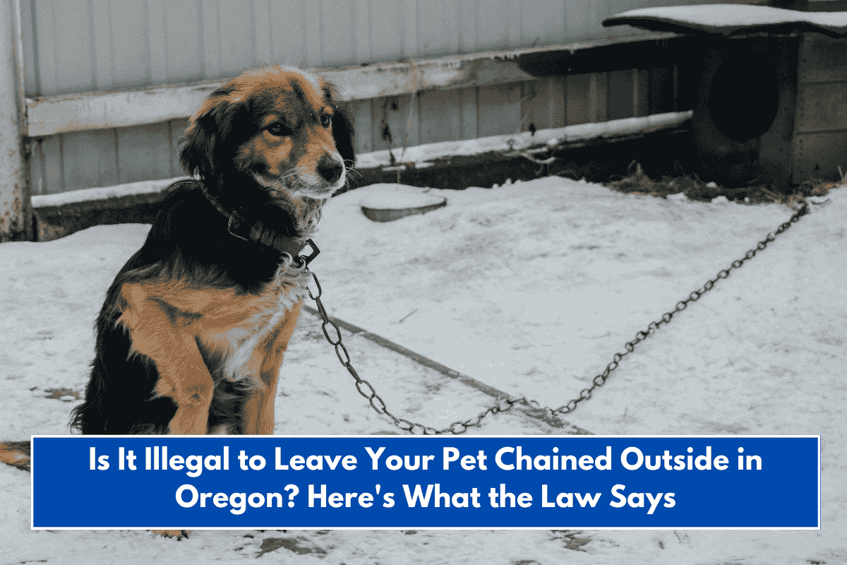 Is It Illegal to Leave Your Pet Chained Outside in Oregon? Here's What the Law Says