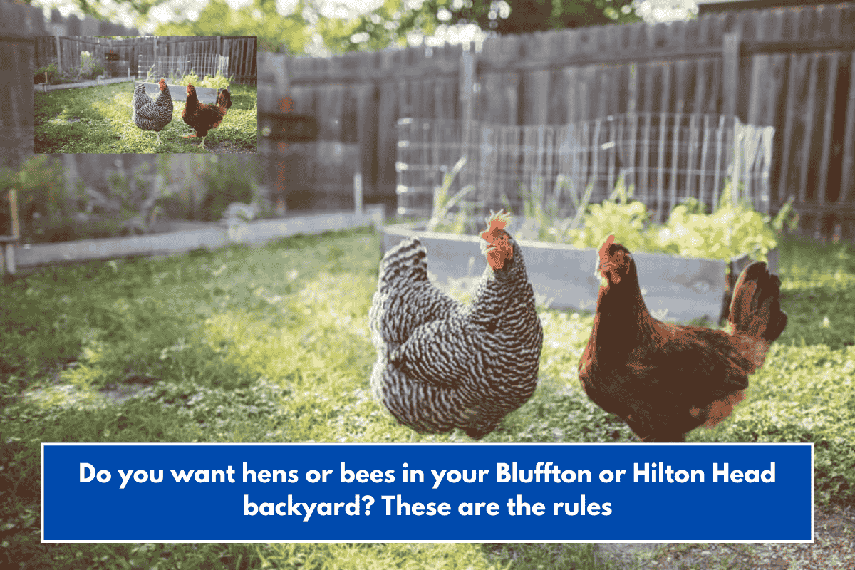 Do you want hens or bees in your Bluffton or Hilton Head backyard? These are the rules