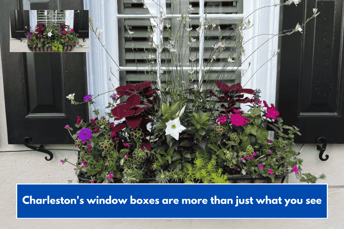 Charleston's window boxes are more than just what you see