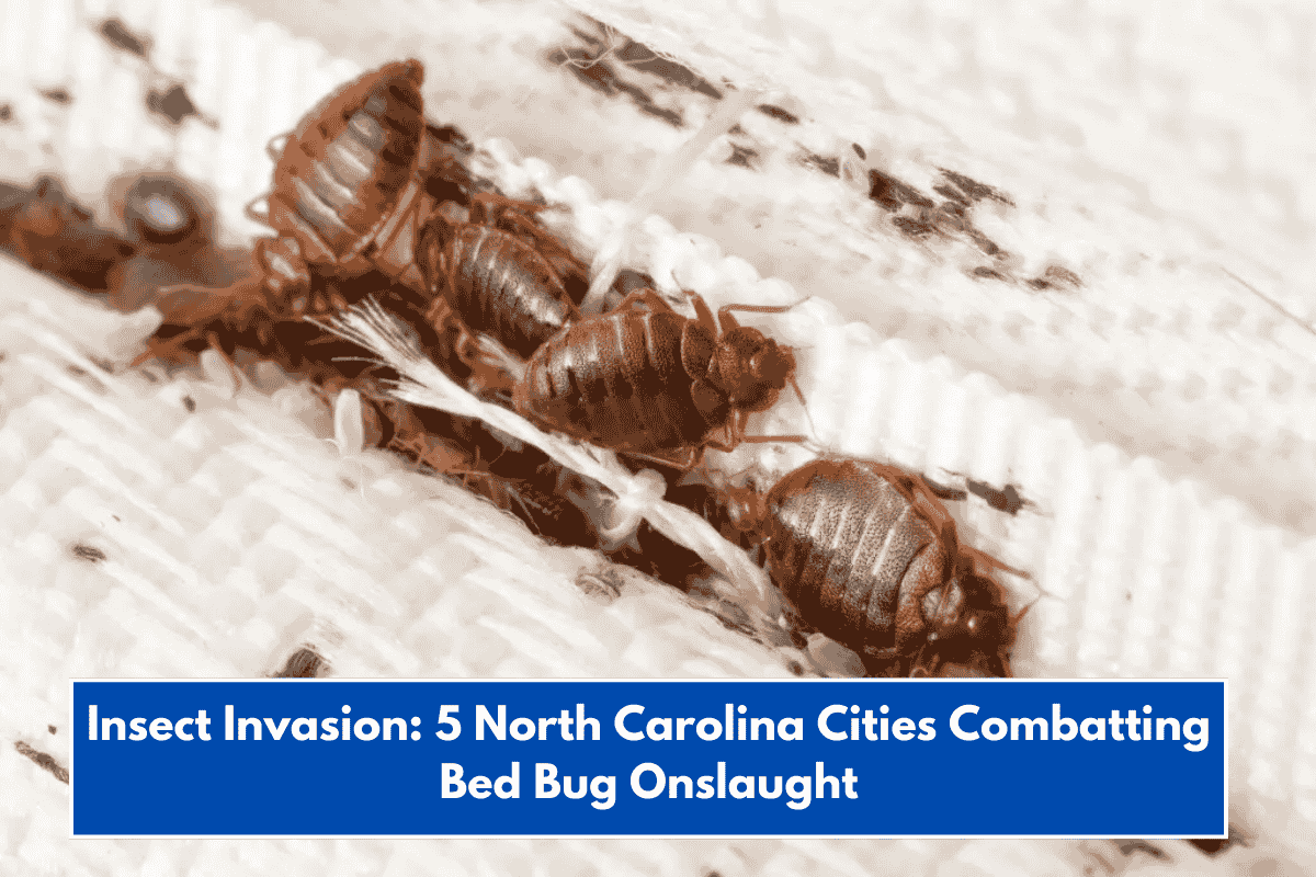 Insect Invasion: 5 North Carolina Cities Combatting Bed Bug Onslaught