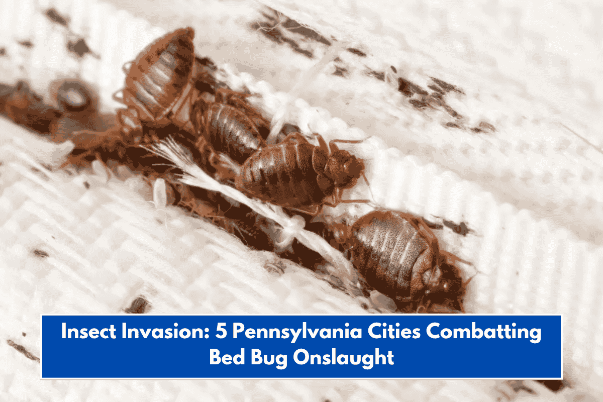 Insect Invasion: 5 Pennsylvania Cities Combatting Bed Bug Onslaught