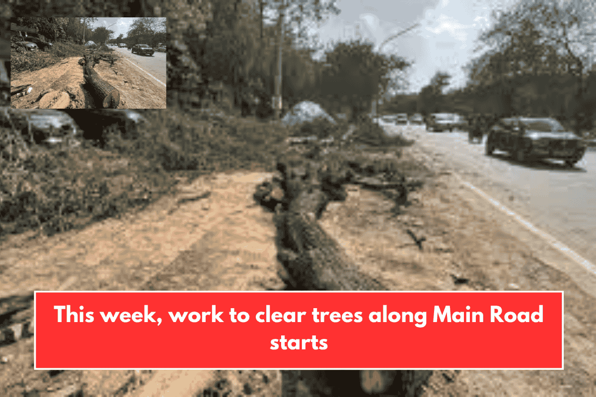 This week, work to clear trees along Main Road starts