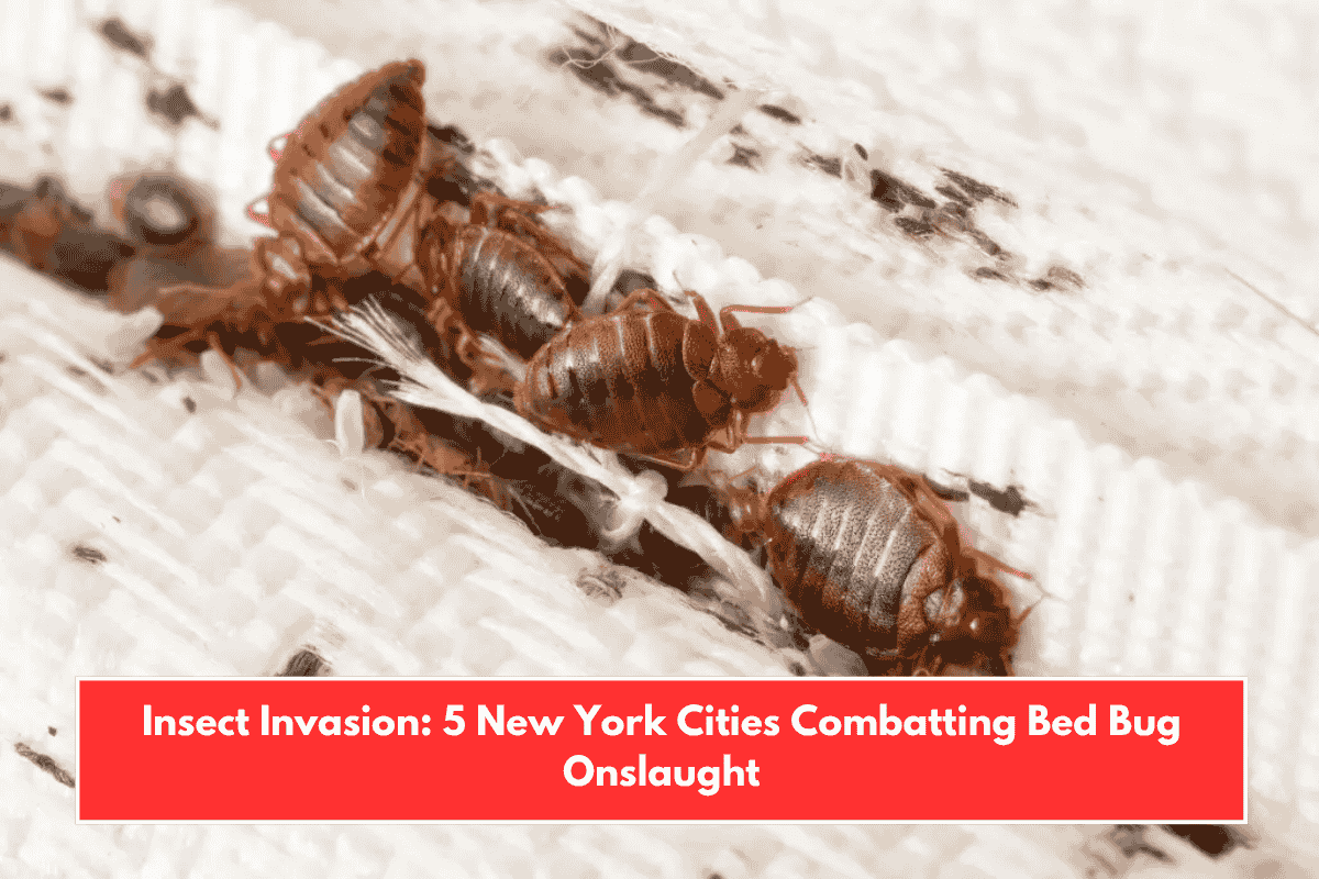 Insect Invasion: 5 New York Cities Combatting Bed Bug Onslaught