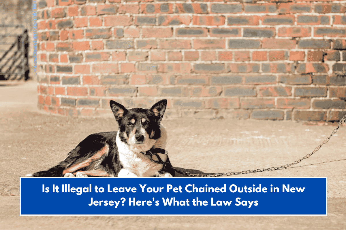 Is It Illegal to Leave Your Pet Chained Outside in New Jersey? Here's What the Law Says