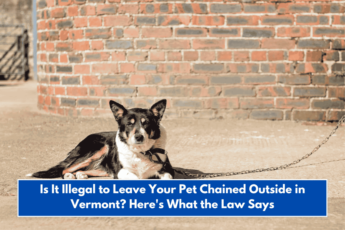 Is It Illegal to Leave Your Pet Chained Outside in Vermont? Here's What the Law Says