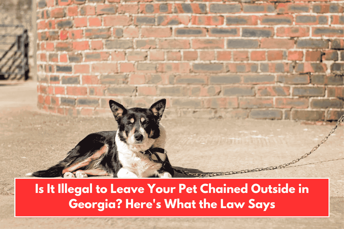 Is It Illegal to Leave Your Pet Chained Outside in Georgia? Here's What the Law Says