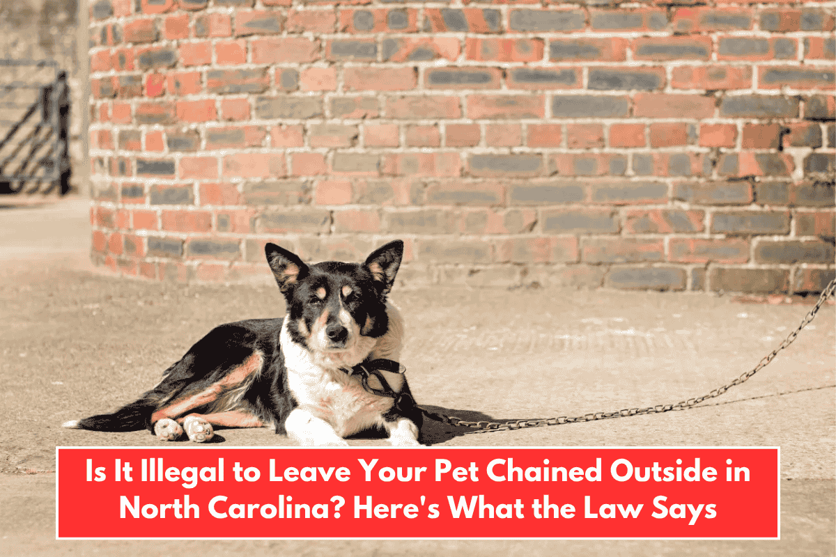 Is It Illegal to Leave Your Pet Chained Outside in North Carolina? Here's What the Law Says