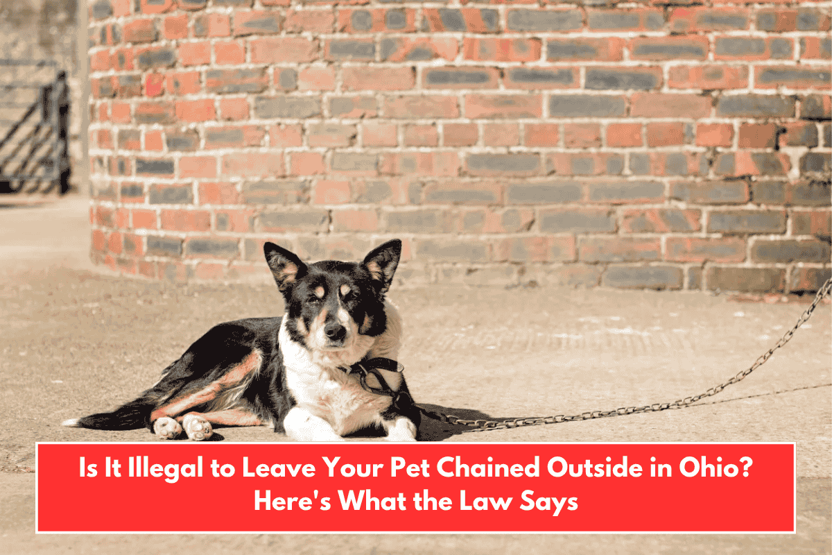 Is It Illegal to Leave Your Pet Chained Outside in Ohio? Here's What the Law Says