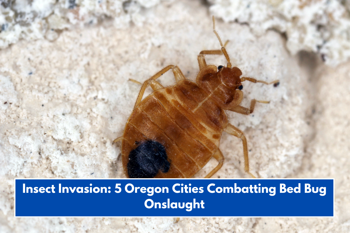 Insect Invasion: 5 Oregon Cities Combatting Bed Bug Onslaught