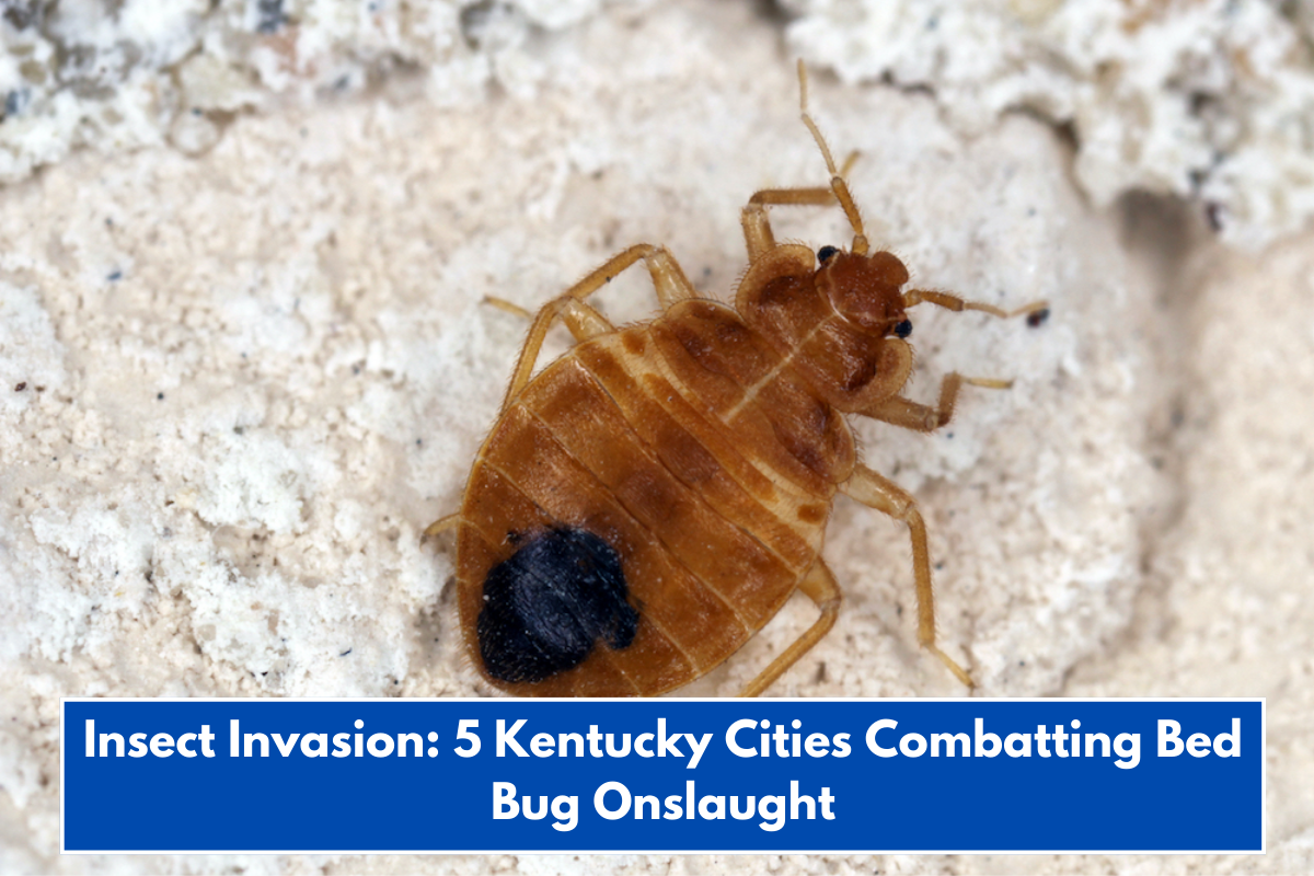 Insect Invasion: 5 Kentucky Cities Combatting Bed Bug Onslaught