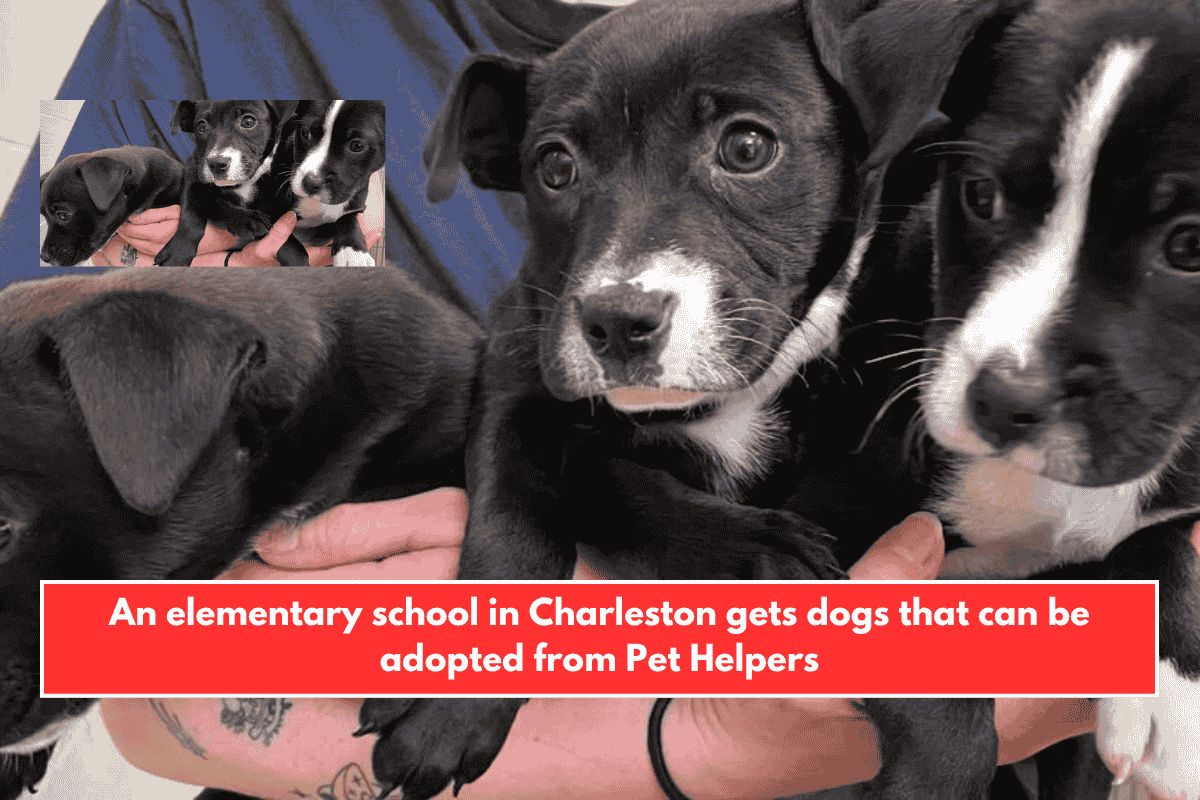 An elementary school in Charleston gets dogs that can be adopted from Pet Helpers