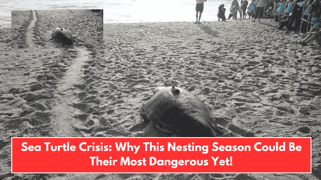 Sea Turtle Crisis: Why This Nesting Season Could Be Their Most Dangerous Yet!