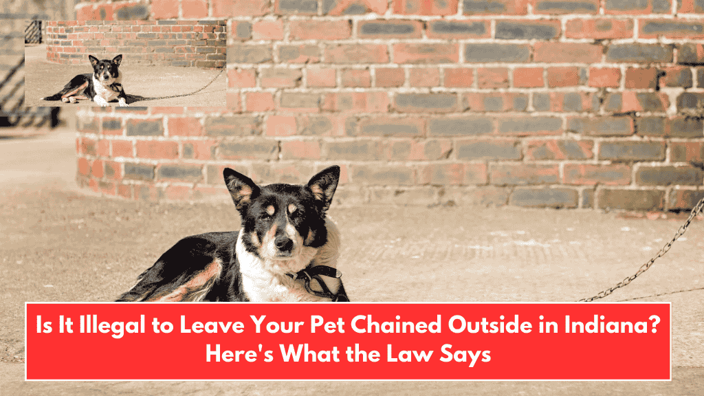 Is It Illegal to Leave Your Pet Chained Outside in Indiana? Here's What the Law Says