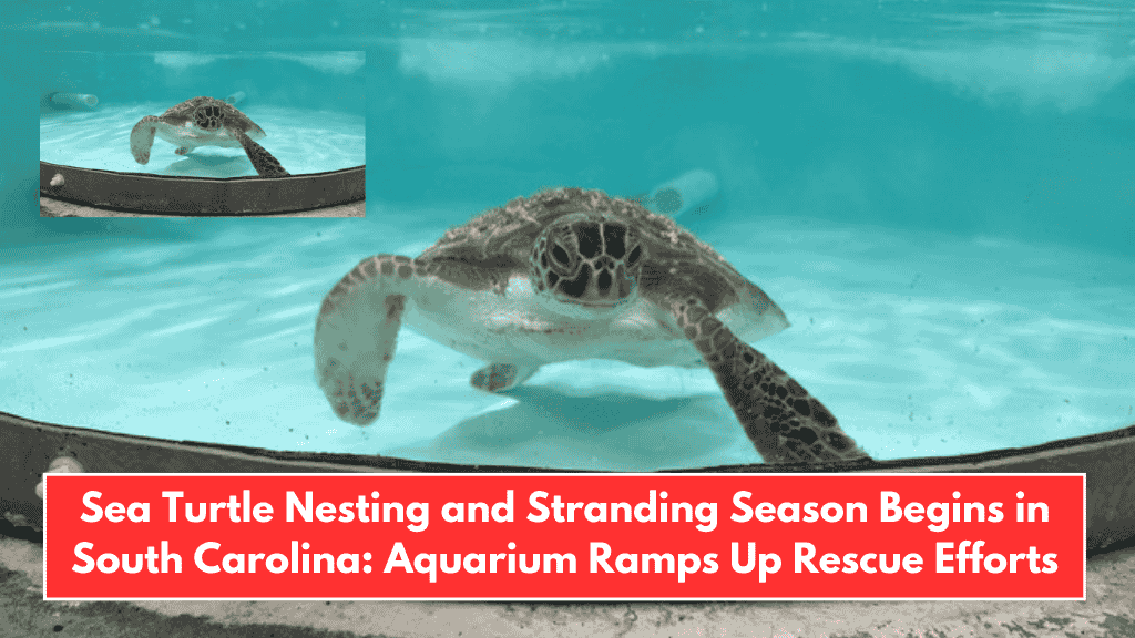 Sea Turtle Nesting and Stranding Season Begins in South Carolina: Aquarium Ramps Up Rescue Efforts