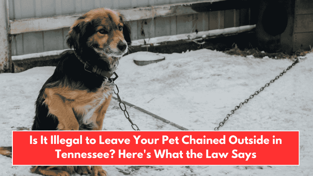 Is It Illegal to Leave Your Pet Chained Outside in Tennessee? Here's What the Law Says