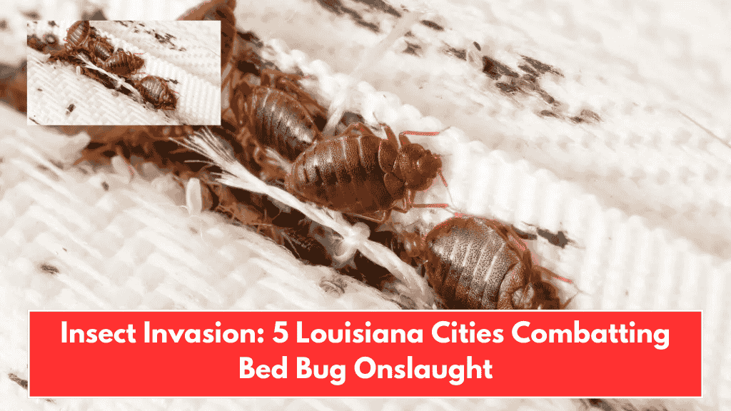 Insect Invasion: 5 Louisiana Cities Combatting Bed Bug Onslaught