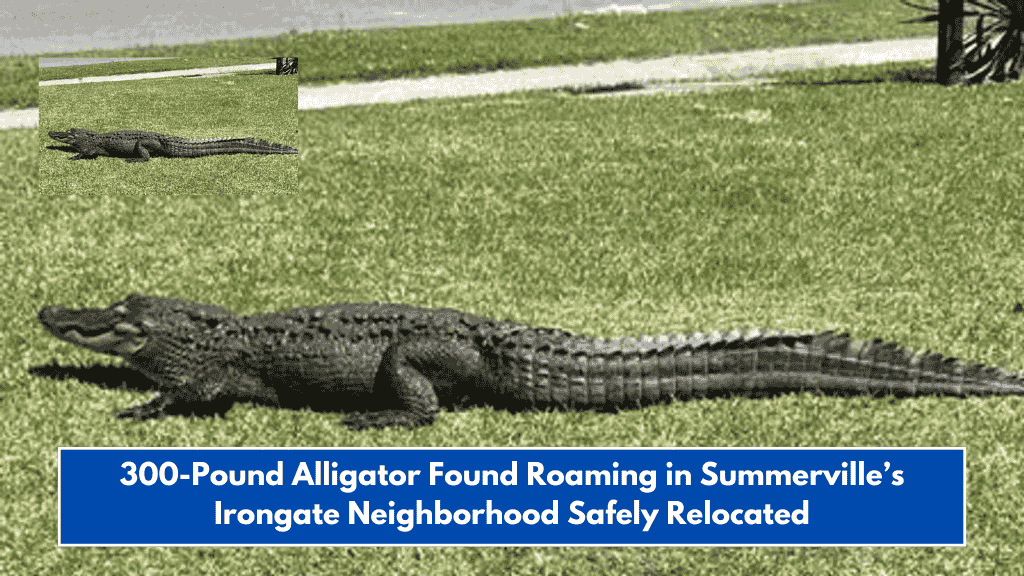 300-Pound Alligator Found Roaming in Summerville’s Irongate Neighborhood Safely Relocated