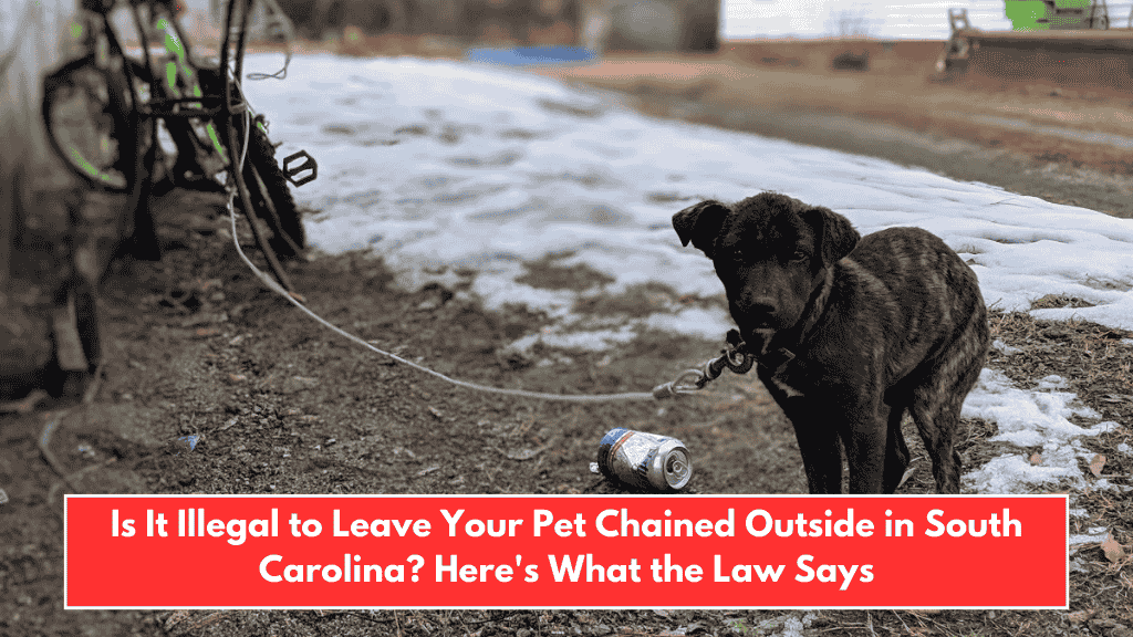 Is It Illegal to Leave Your Pet Chained Outside in South Carolina? Here's What the Law Says