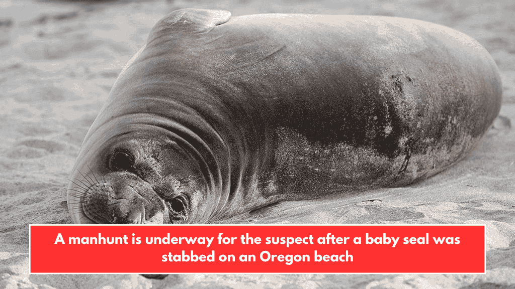 A manhunt is underway for the suspect after a baby seal was stabbed on an Oregon beach