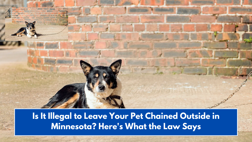 Is It Illegal to Leave Your Pet Chained Outside in Minnesota? Here's What the Law Says
