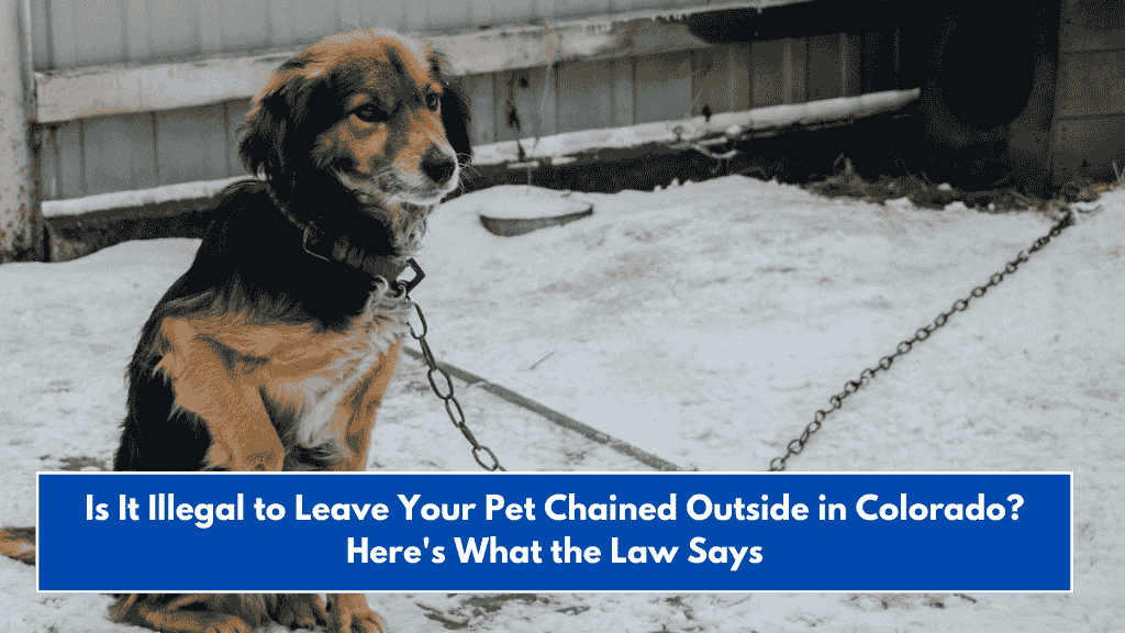 Is It Illegal to Leave Your Pet Chained Outside in Colorado? Here's What the Law Says