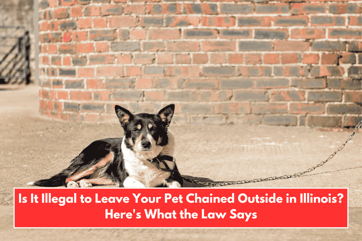 Is It Illegal to Leave Your Pet Chained Outside in Illinois? Here's What the Law Says