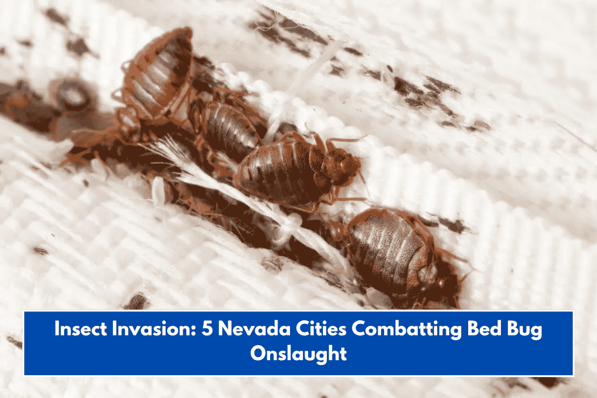 Insect Invasion: 5 Nevada Cities Combatting Bed Bug Onslaught
