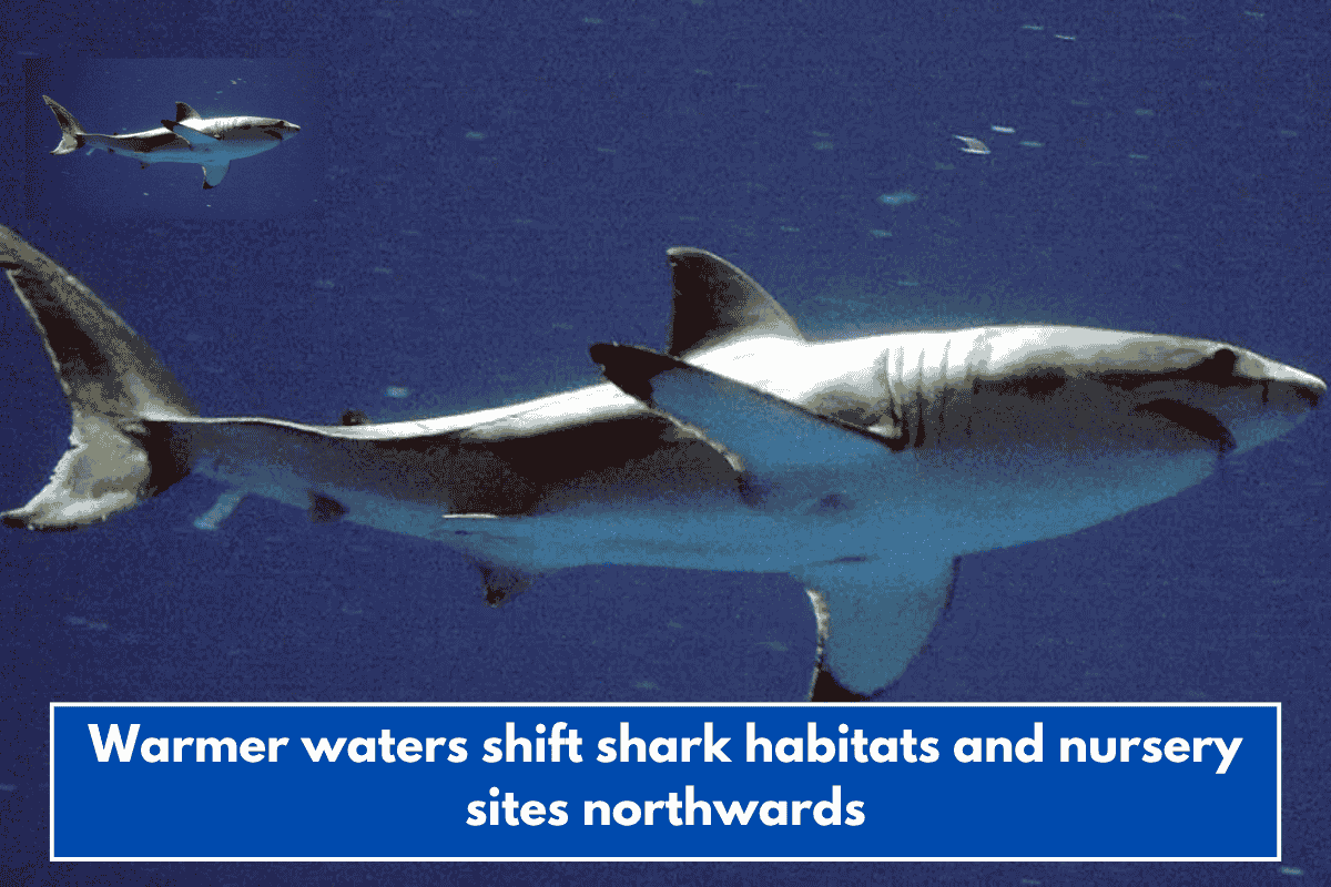 Warmer waters shift shark habitats and nursery sites northwards