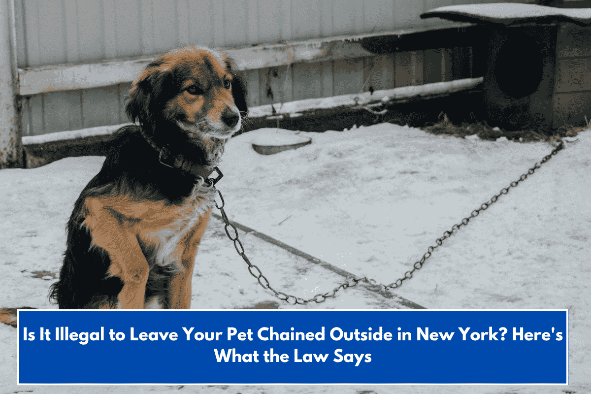 Is It Illegal to Leave Your Pet Chained Outside in New York? Here's What the Law Says