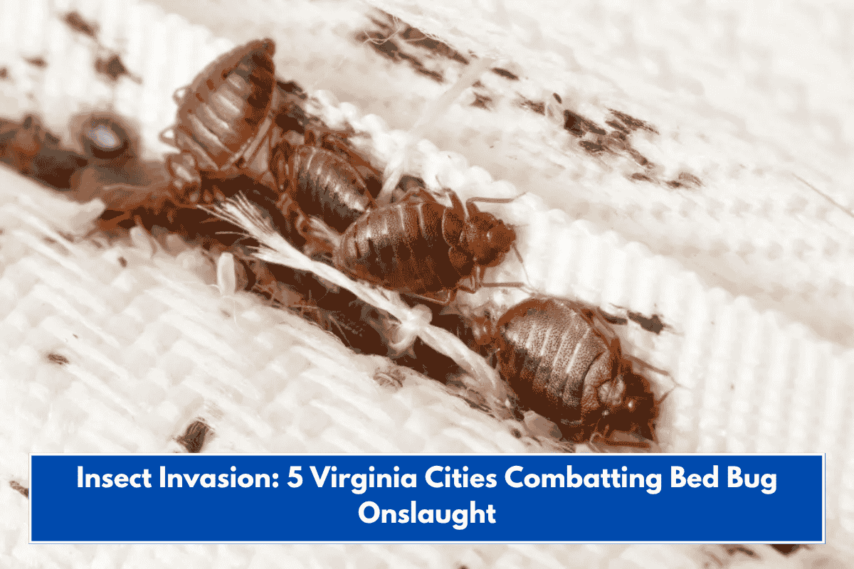 Insect Invasion: 5 Virginia Cities Combatting Bed Bug Onslaught