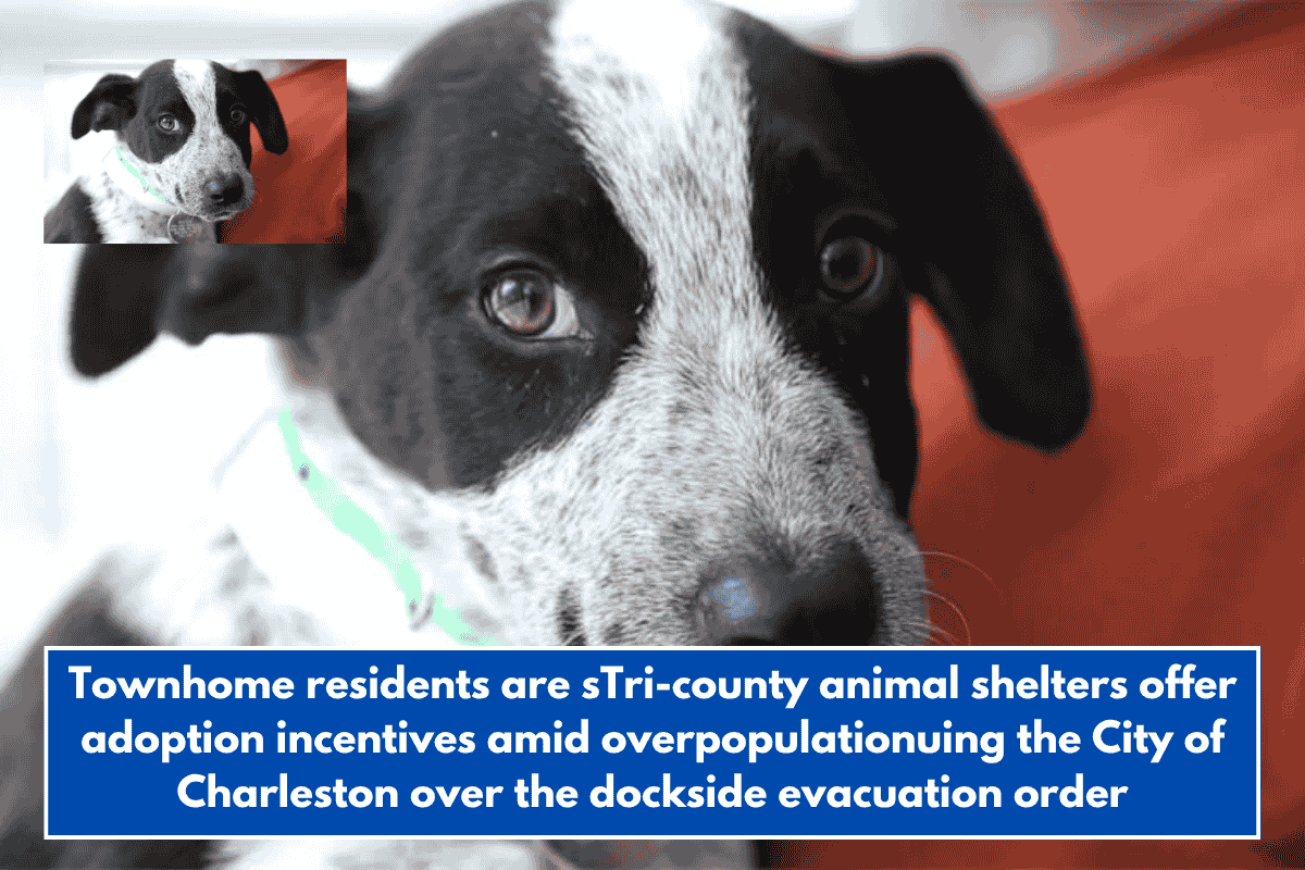 Tri-county animal shelters offer adoption incentives amid overpopulation