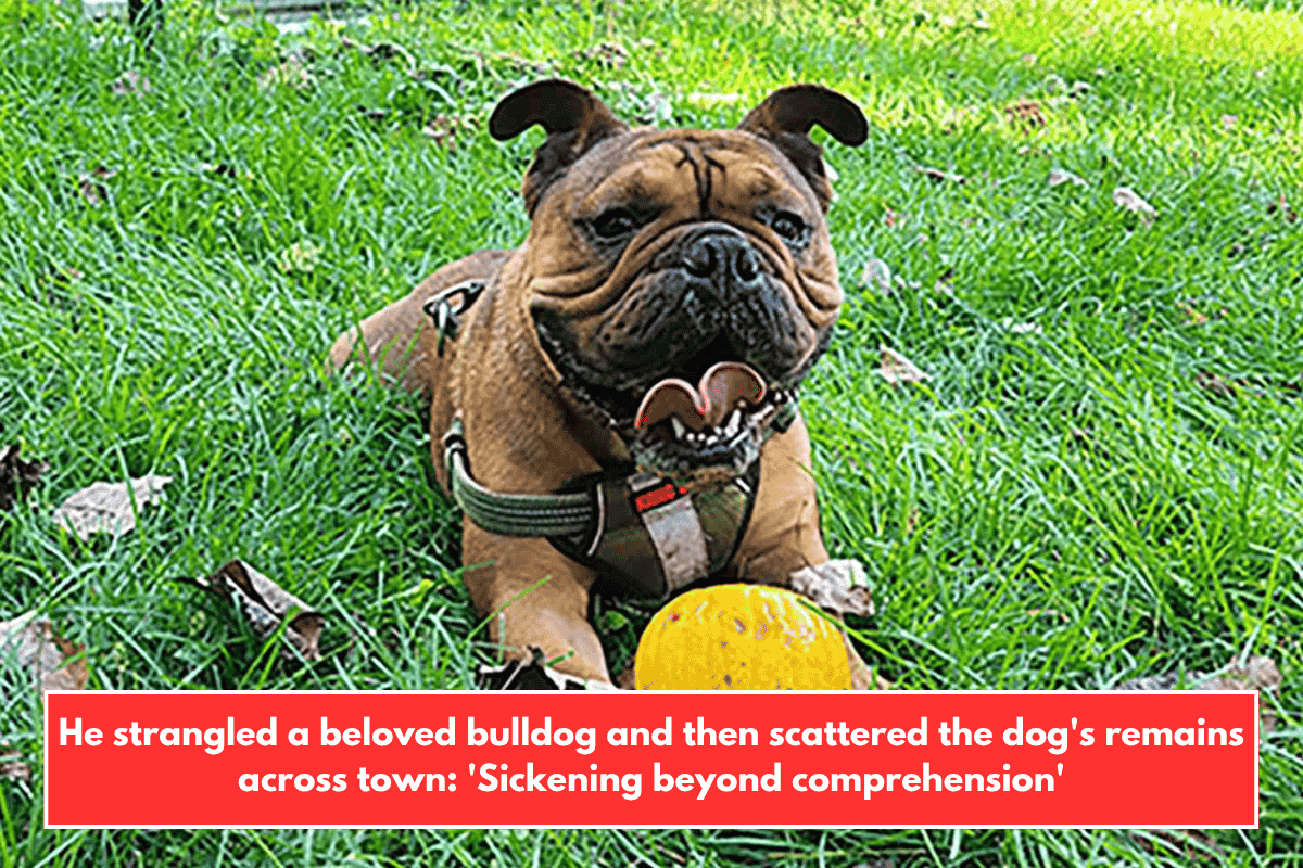 He strangled a beloved bulldog and then scattered the dog's remains across town: 'Sickening beyond comprehension'