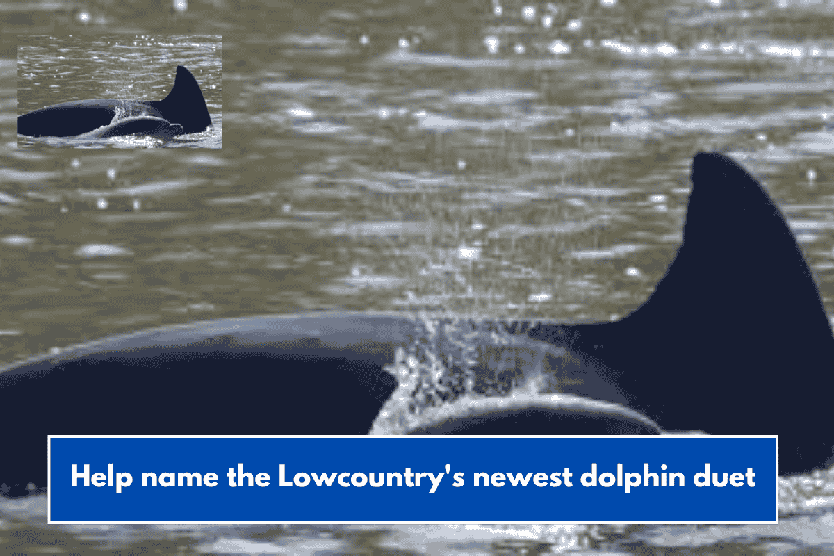 Help name the Lowcountry's newest dolphin duet