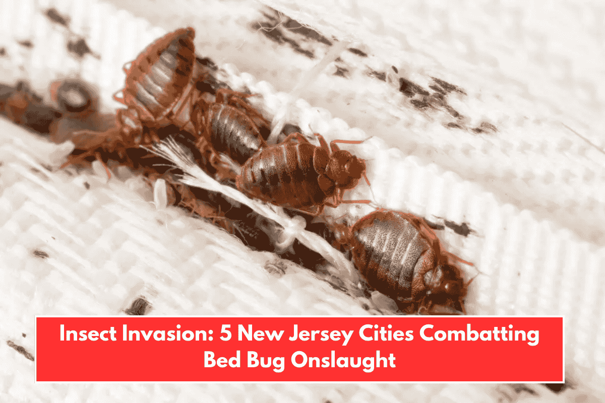 Insect Invasion: 5 New Jersey Cities Combatting Bed Bug Onslaught