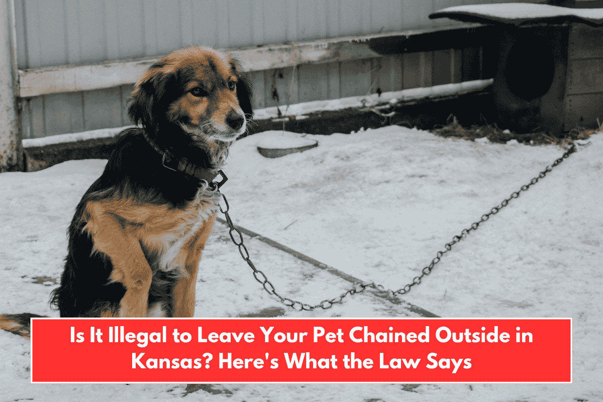 Is It Illegal to Leave Your Pet Chained Outside in Kansas? Here's What the Law Says