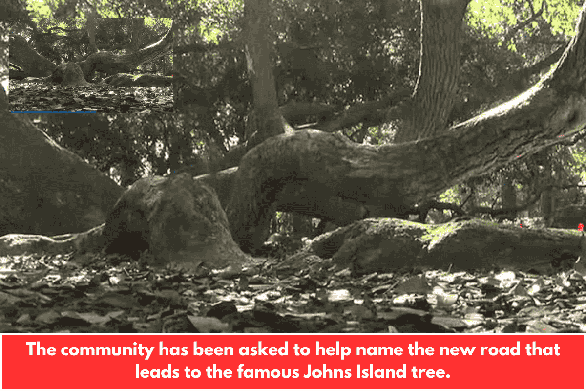 The community has been asked to help name the new road that leads to the famous Johns Island tree.