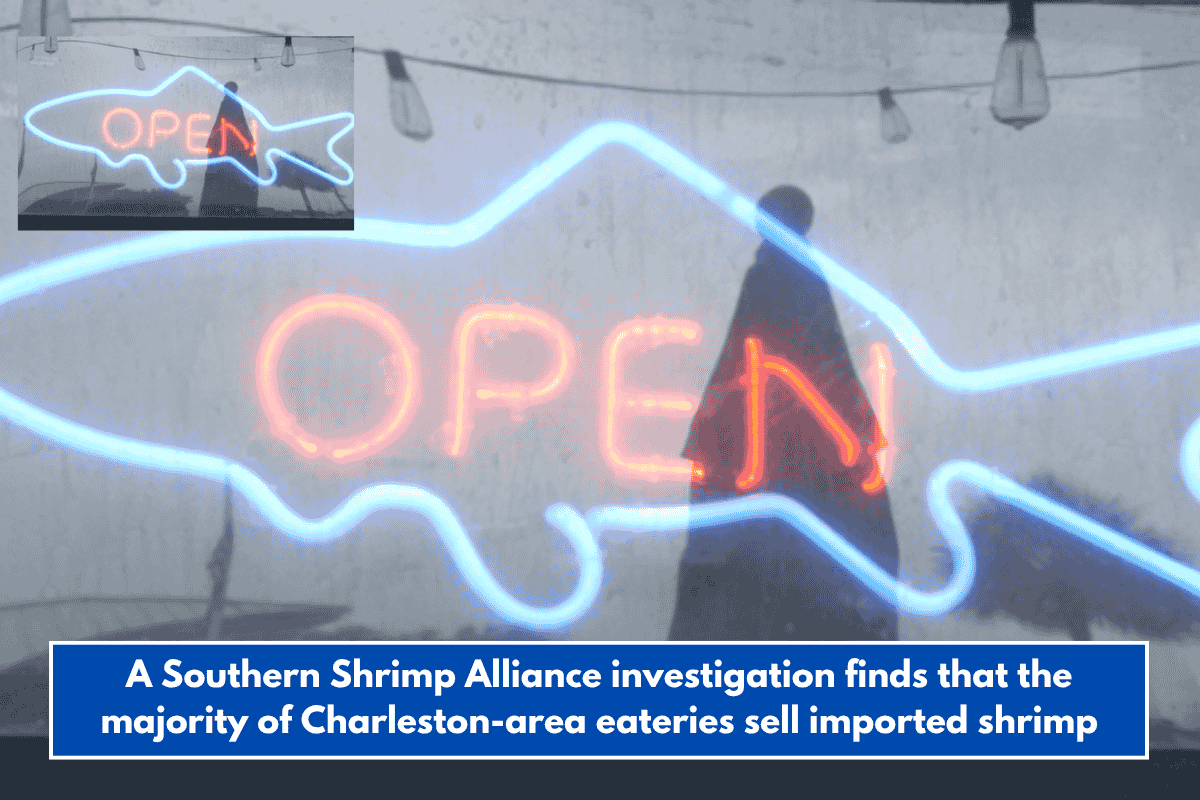 A Southern Shrimp Alliance investigation finds that the majority of Charleston-area eateries sell imported shrimp
