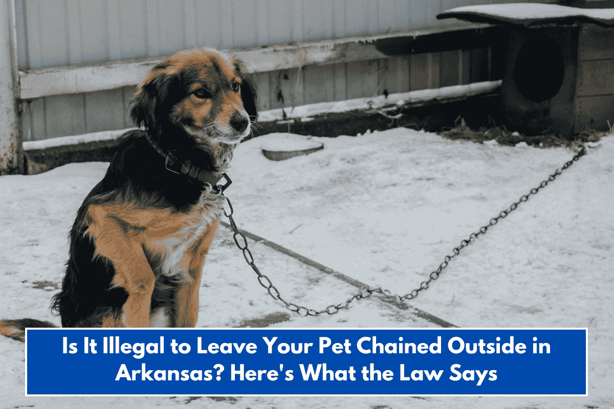 Is It Illegal to Leave Your Pet Chained Outside in Arkansas? Here's What the Law Says
