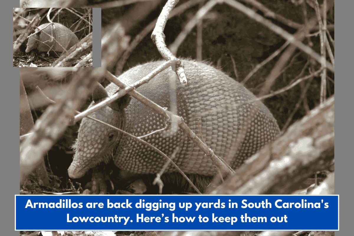 Armadillos are back digging up yards in South Carolina's Lowcountry. Here’s how to keep them out