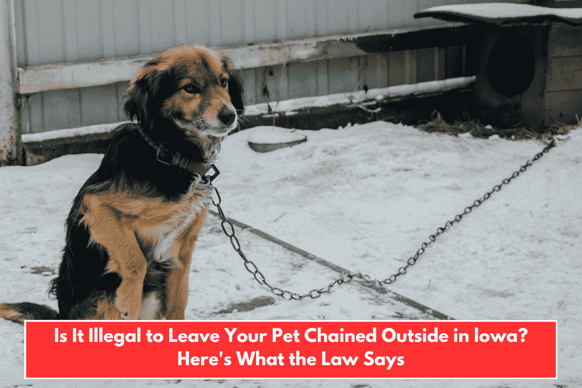 Is It Illegal to Leave Your Pet Chained Outside in lowa? Here's What the Law Says