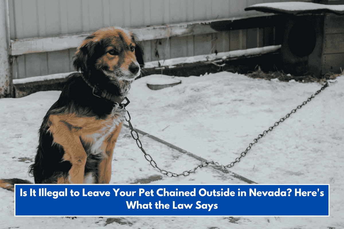 Is It Illegal to Leave Your Pet Chained Outside in Nevada? Here's What the Law Says