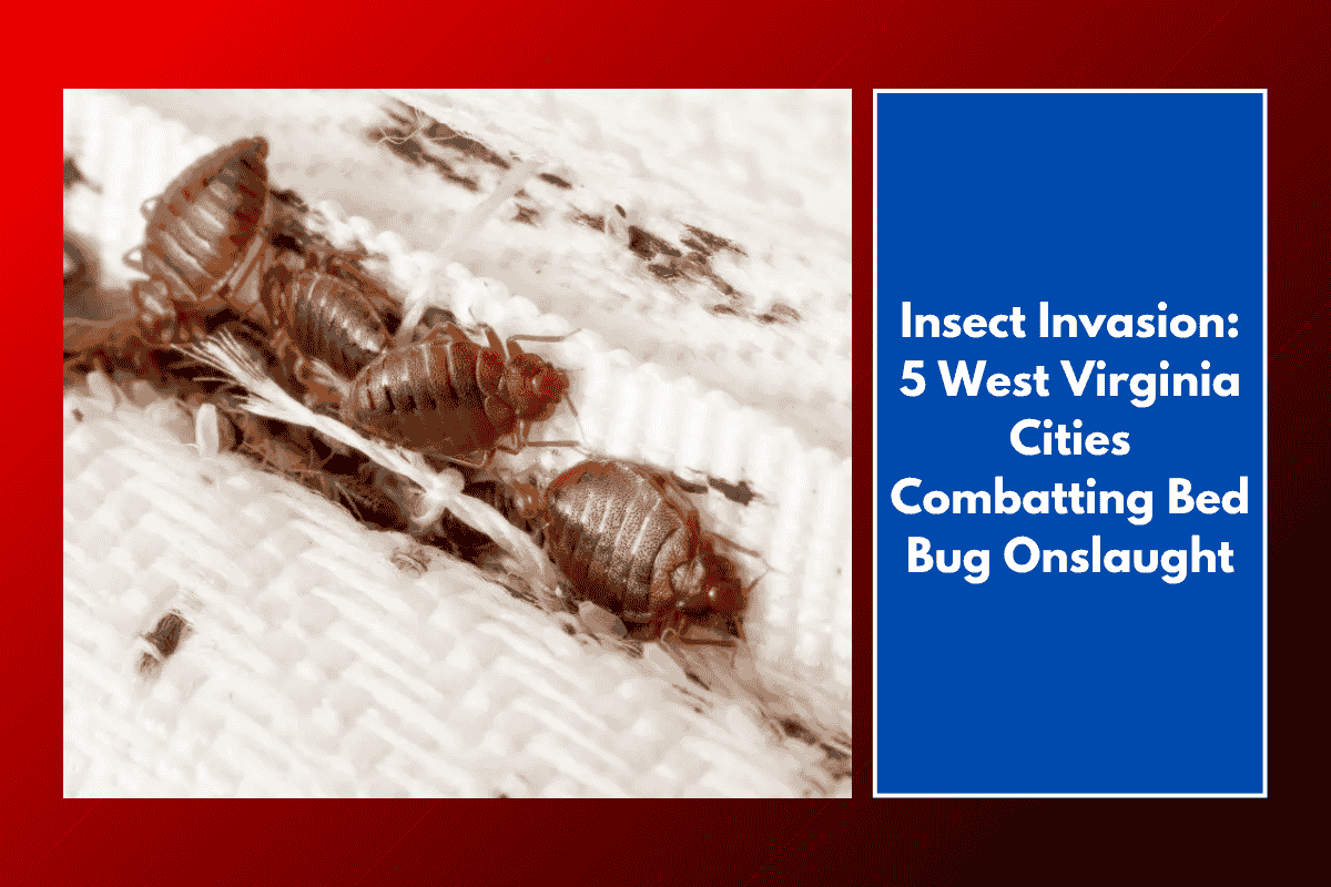 Insect Invasion: 5 West Virginia Cities Combatting Bed Bug Onslaught